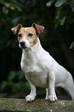 JACK RUSSEL 246